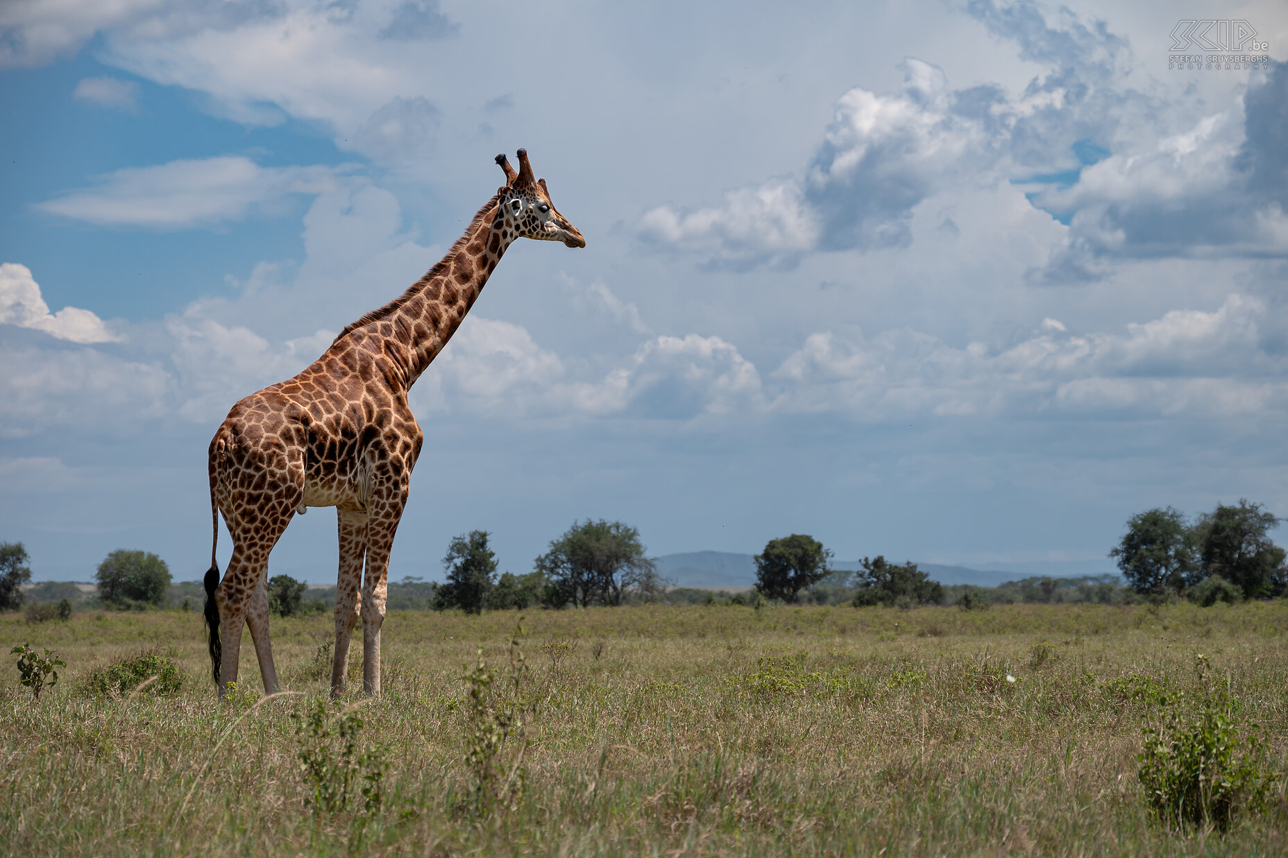 Nakuru NP - Rothschildgiraffe  Stefan Cruysberghs